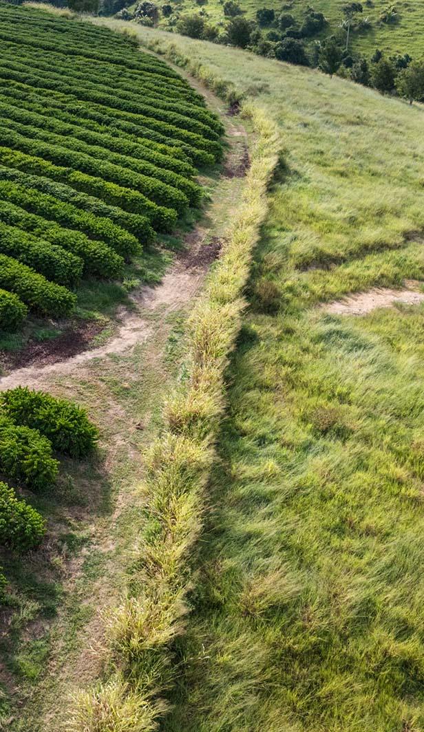 Coffee farm with shade trees