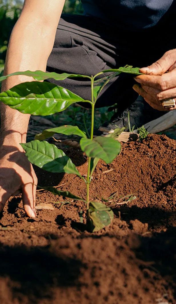 Hands planting a young coffee seedling in healthy soil