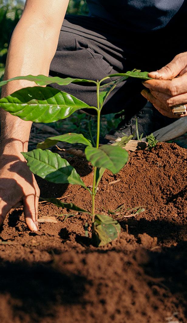 Hands planting a young coffee seedling in healthy soil