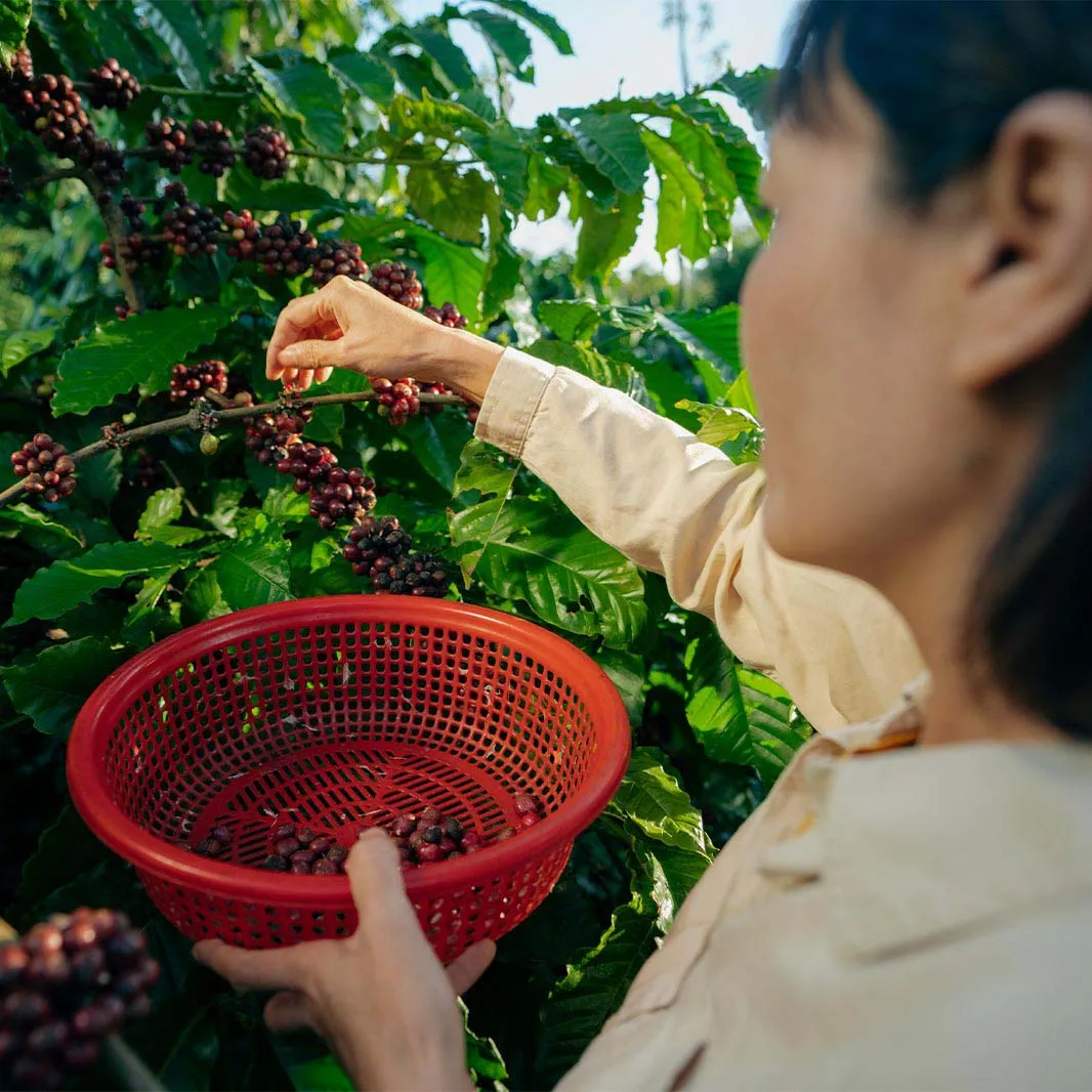 perfect coffee pick