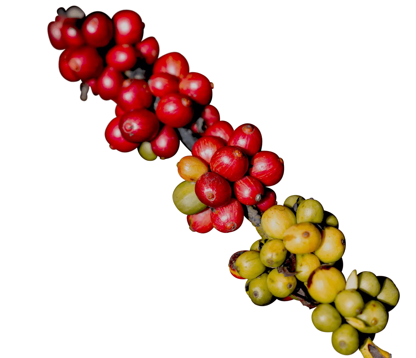 nescafé farmer