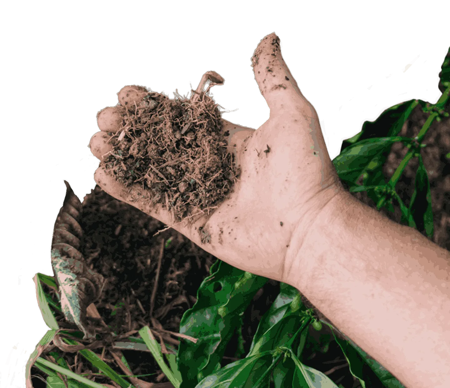 healthy soils