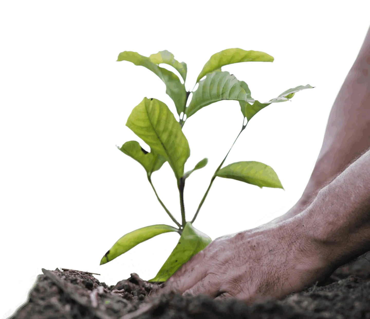 regenerative agriculture practices