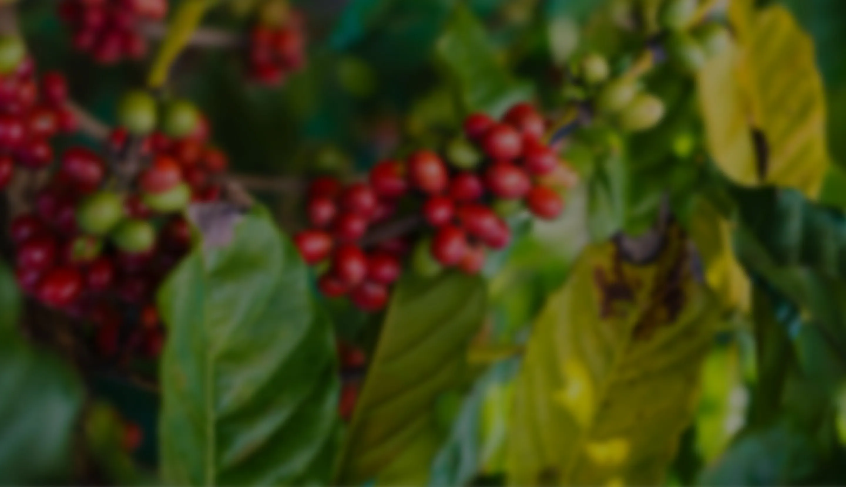 Coffee plants blurred background