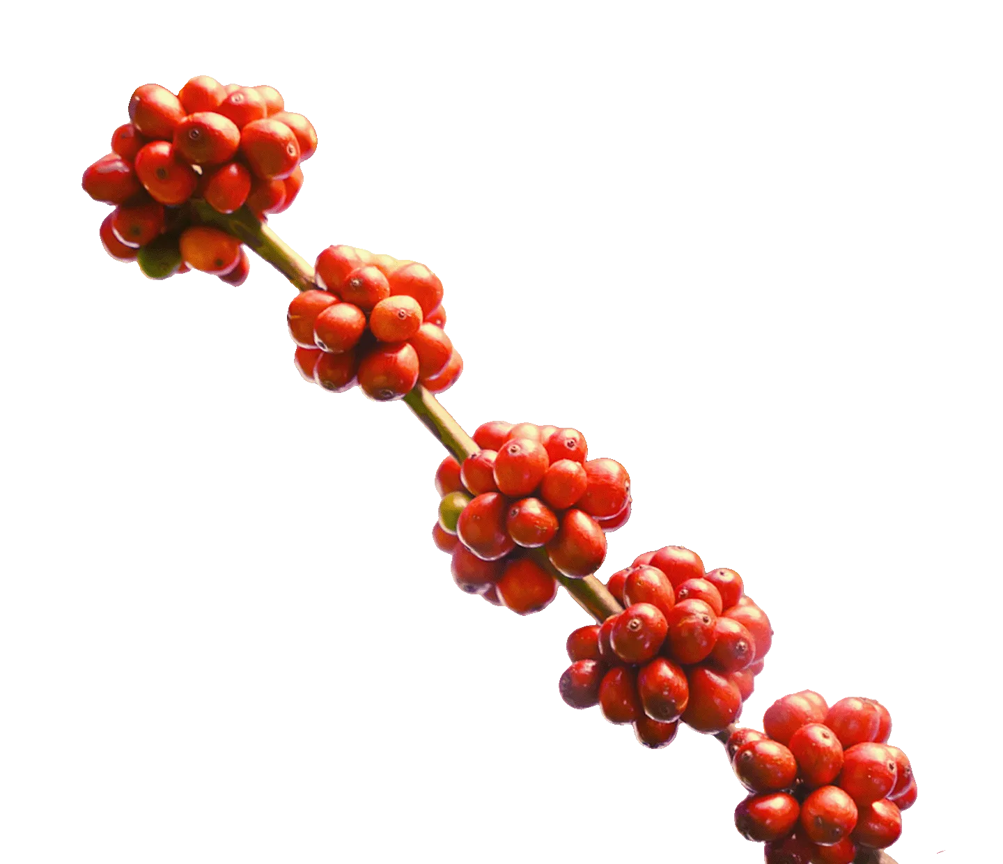 Coffee branch with ripe coffee cherries