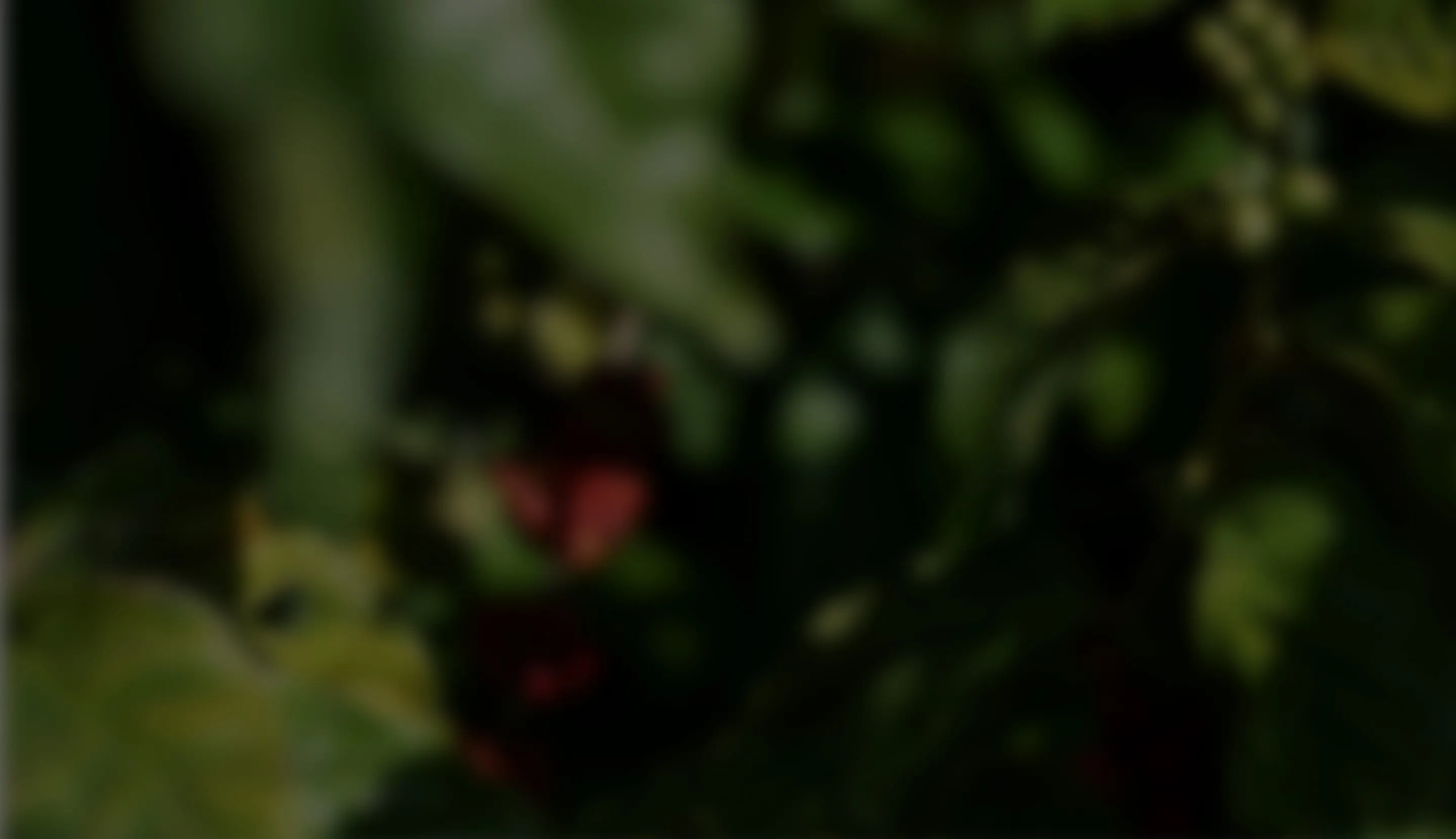 Shade-grown coffee plantation surrounded by trees