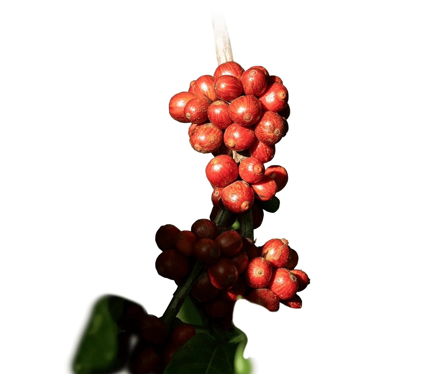 Coffee cherries on a branch
