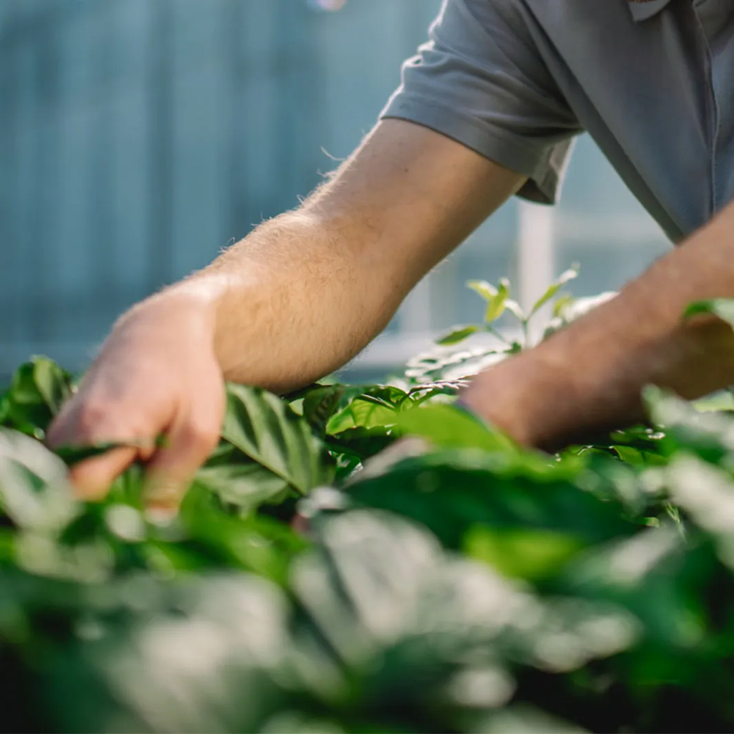 Researcher inspecting young coffee plants in a greenhouse