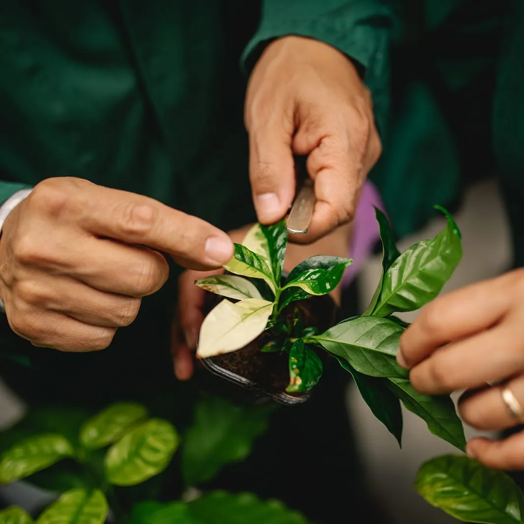 Researcher inspecting the coffee leaves