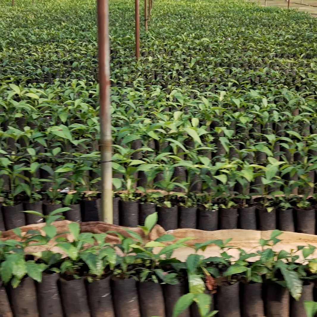 Coffee seedlings growing in nursery bags