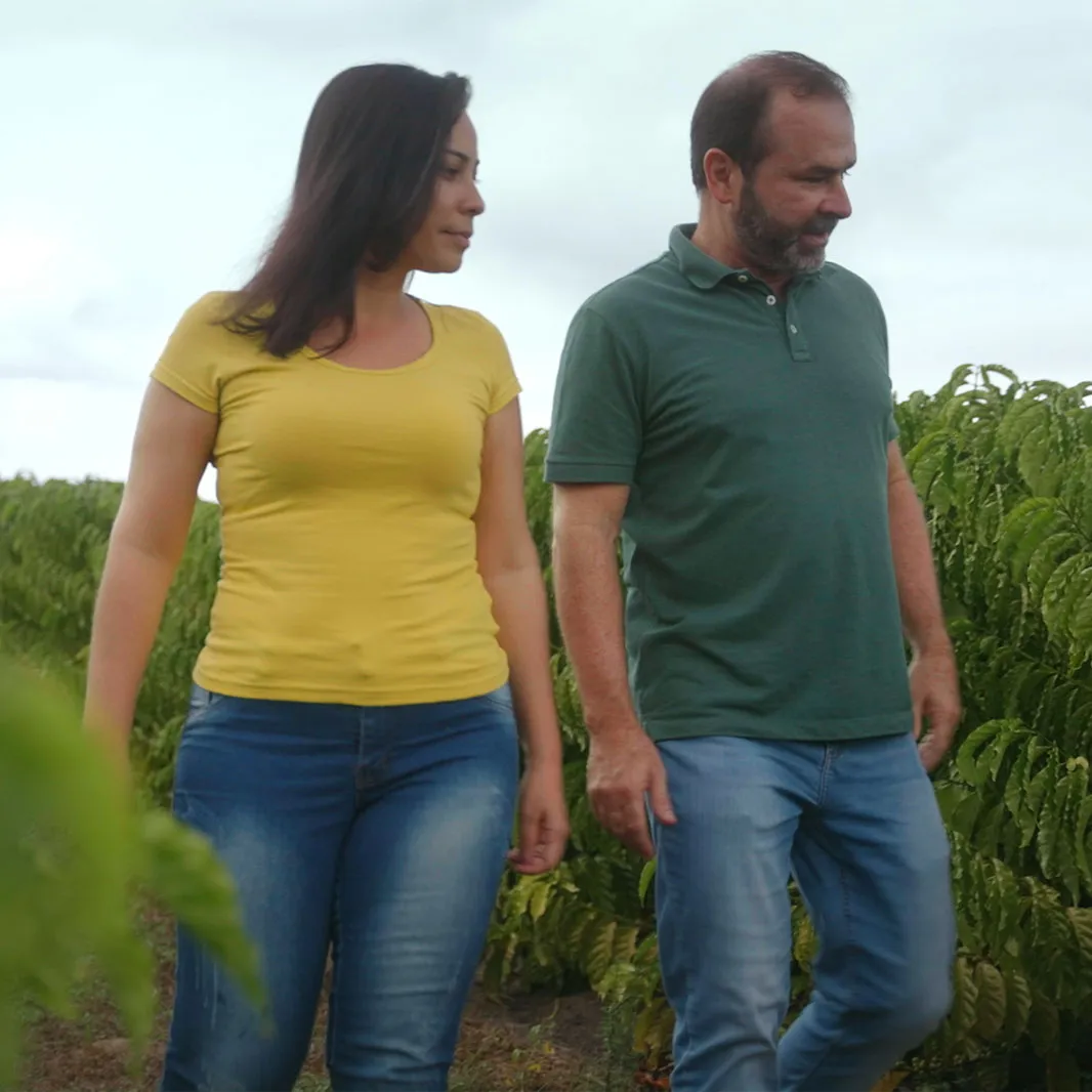 Coffee farmers walking through a coffee plantation inspecting healthy coffee plants.