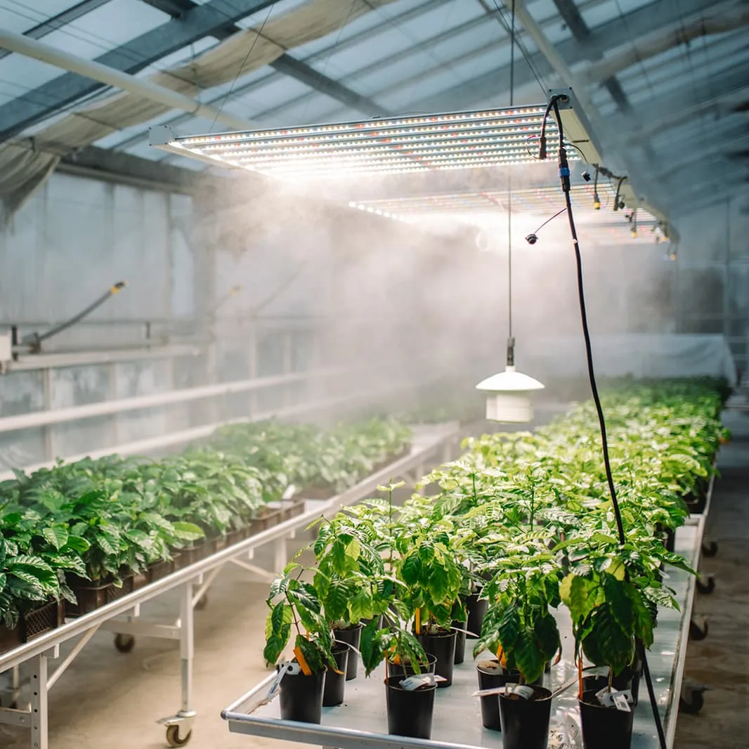 Young coffee plants growing inside a greenhouse