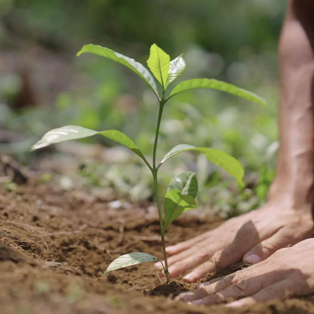 A person planting a young coffee seedling into the soil by hand