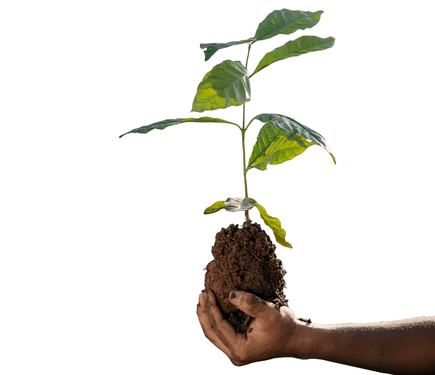 Hand holding a coffee seedling with exposed roots against a soil background