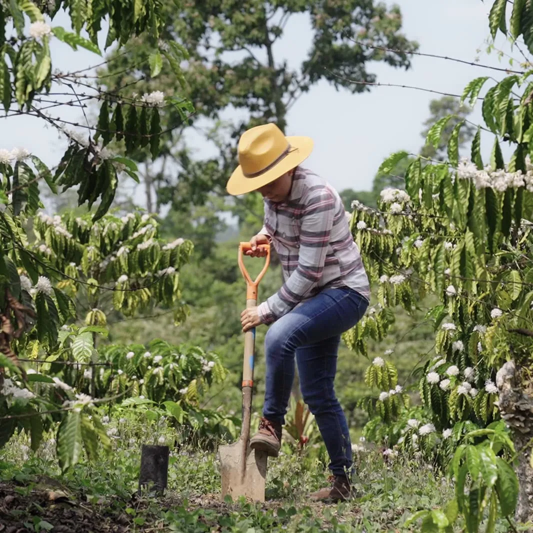 Coffee farmer inspecting healthy coffee plants in a plantation.