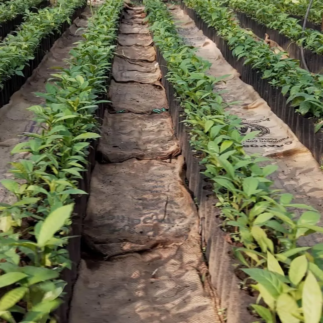 Rows of young coffee plantlets growing in a nursery for farm renovation.