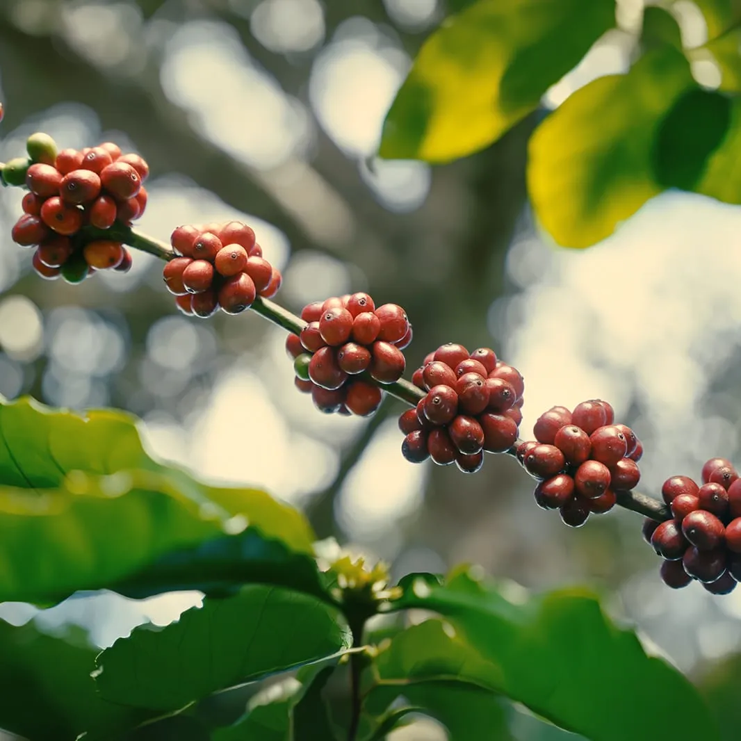 Close-up of ripe red coffee cherries growing on a coffee branch.
