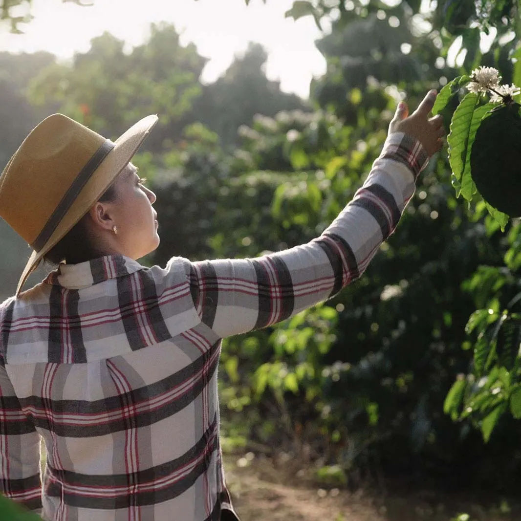 Coffee farmer harvesting ripe coffee cherries from a coffee plant.