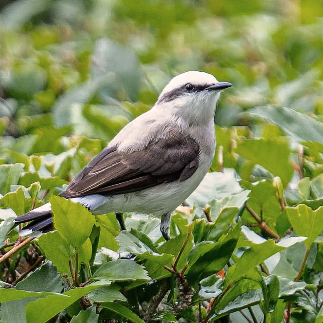 Bird perched among coffee plants