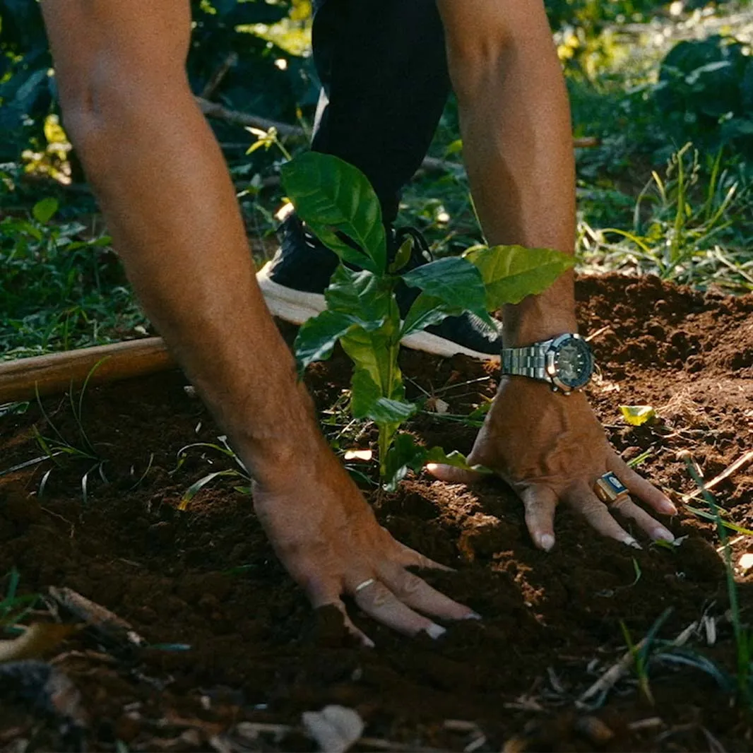 Healthy soil protected with natural ground cover on a coffee farm