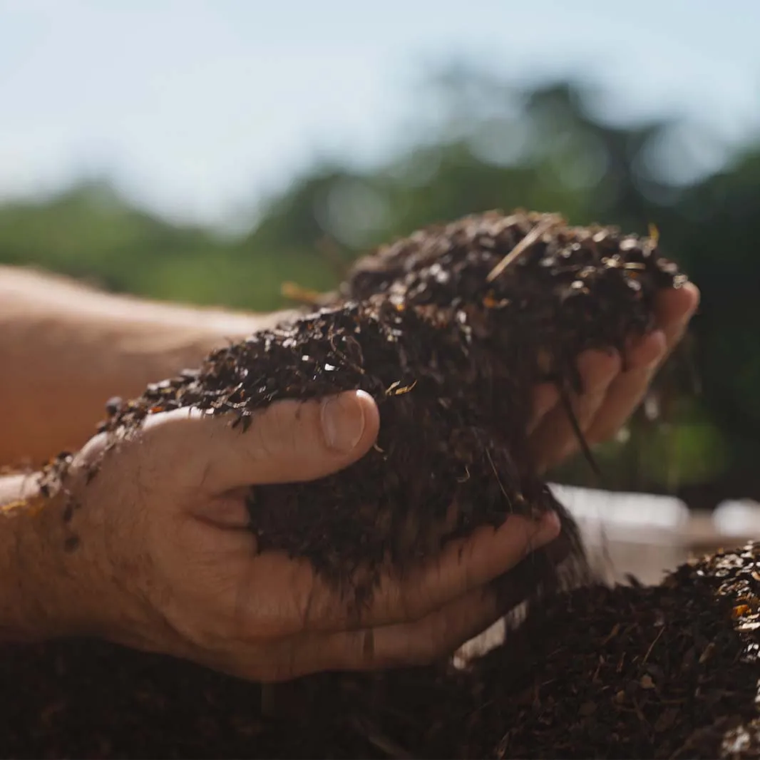 Organic compost prepared for sustainable coffee farming