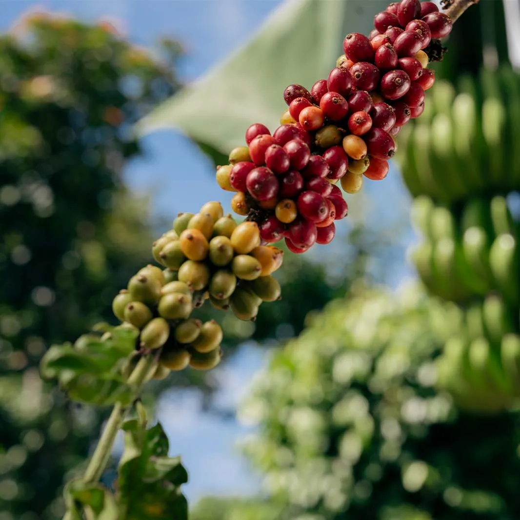 Coffee plants growing alongside companion crops