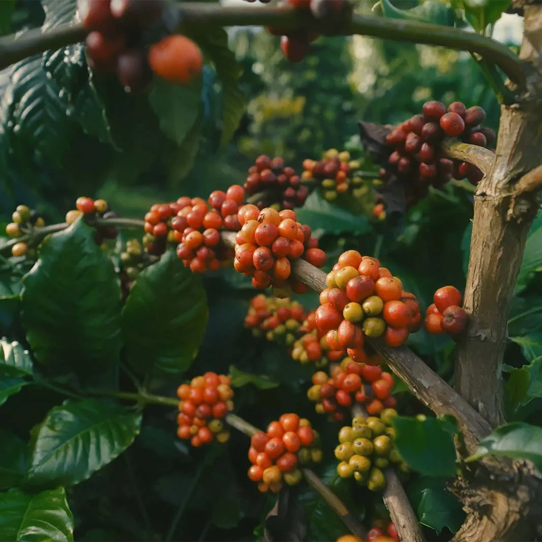 Coffee cherries developing beneath protective shade trees