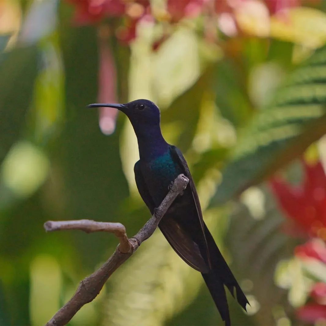 Bird perched among coffee plants
