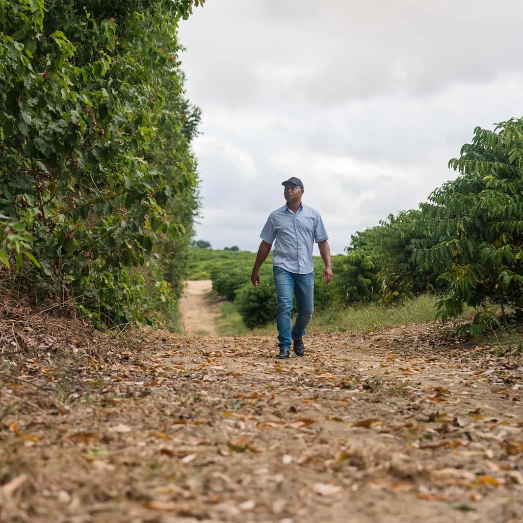 Coffee farmer walking among coffee plants
