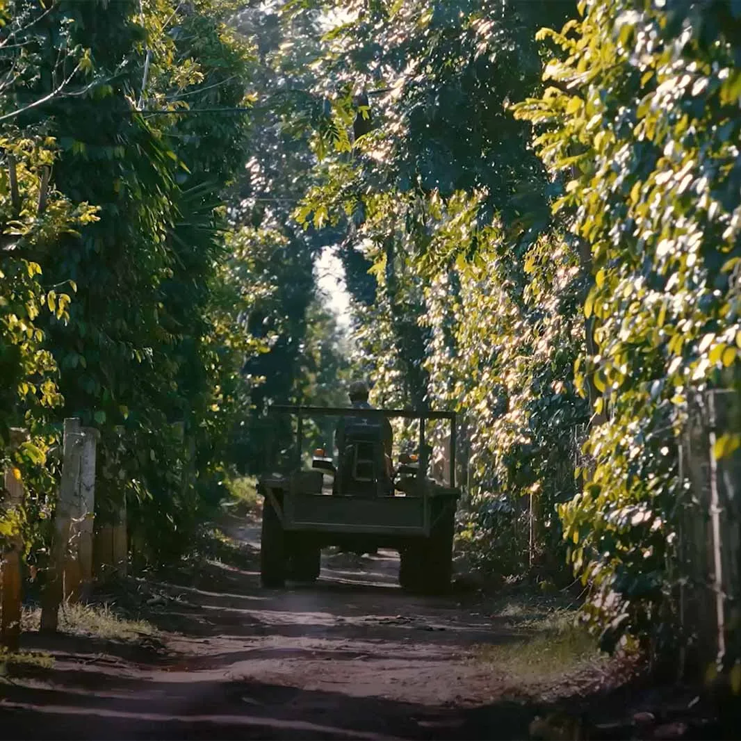 Shade trees in an agroforestry system