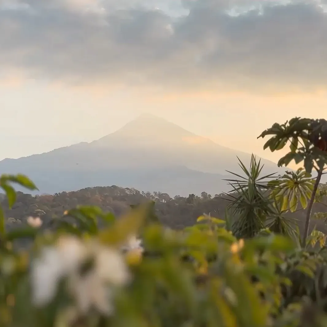 Coffee plants growing on a mountainside