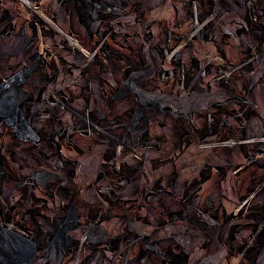 Natural mulch covering the soil to protect and improve soil health
