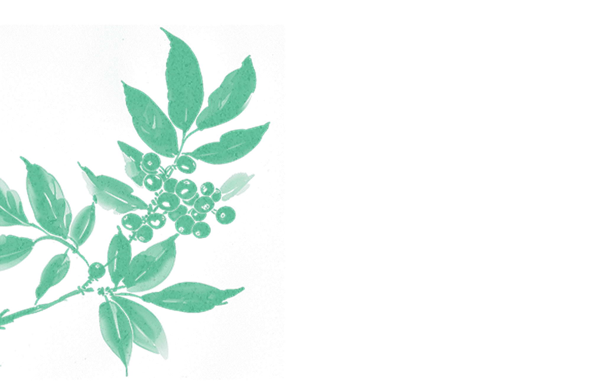 Illustration of a Coffee plant