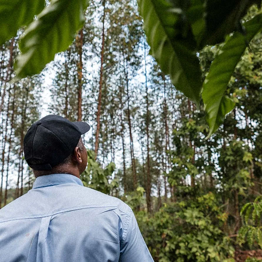 Coffee farmer looking up at trees on his coffee farm