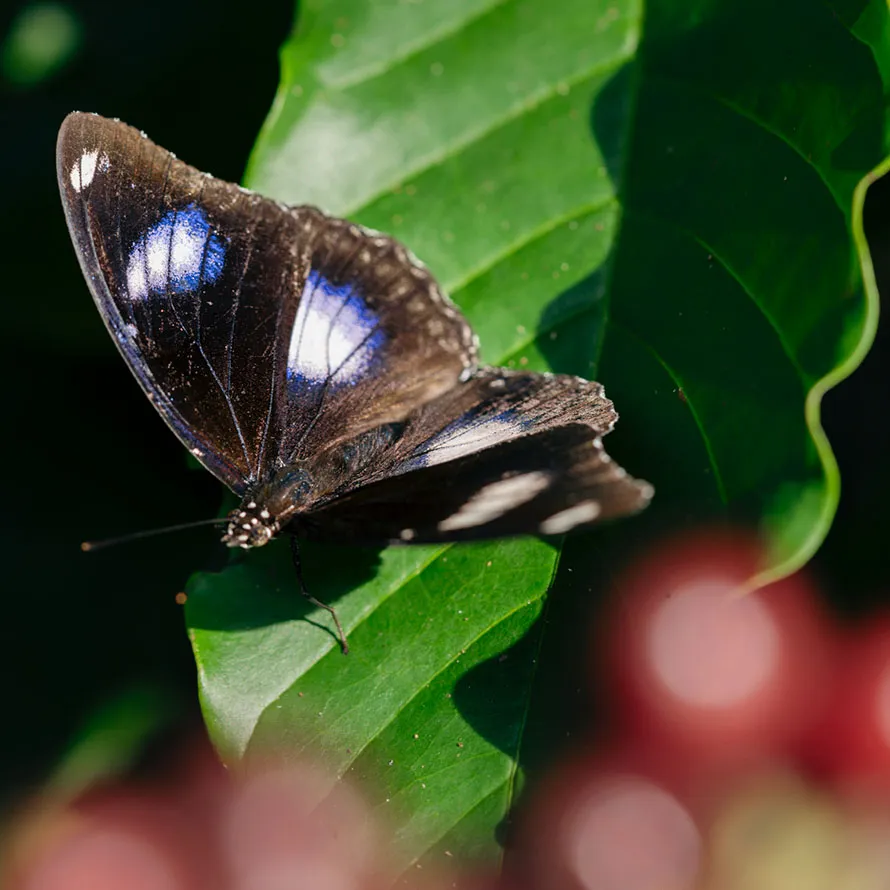 Butterfly perched on a coffee plant leaf