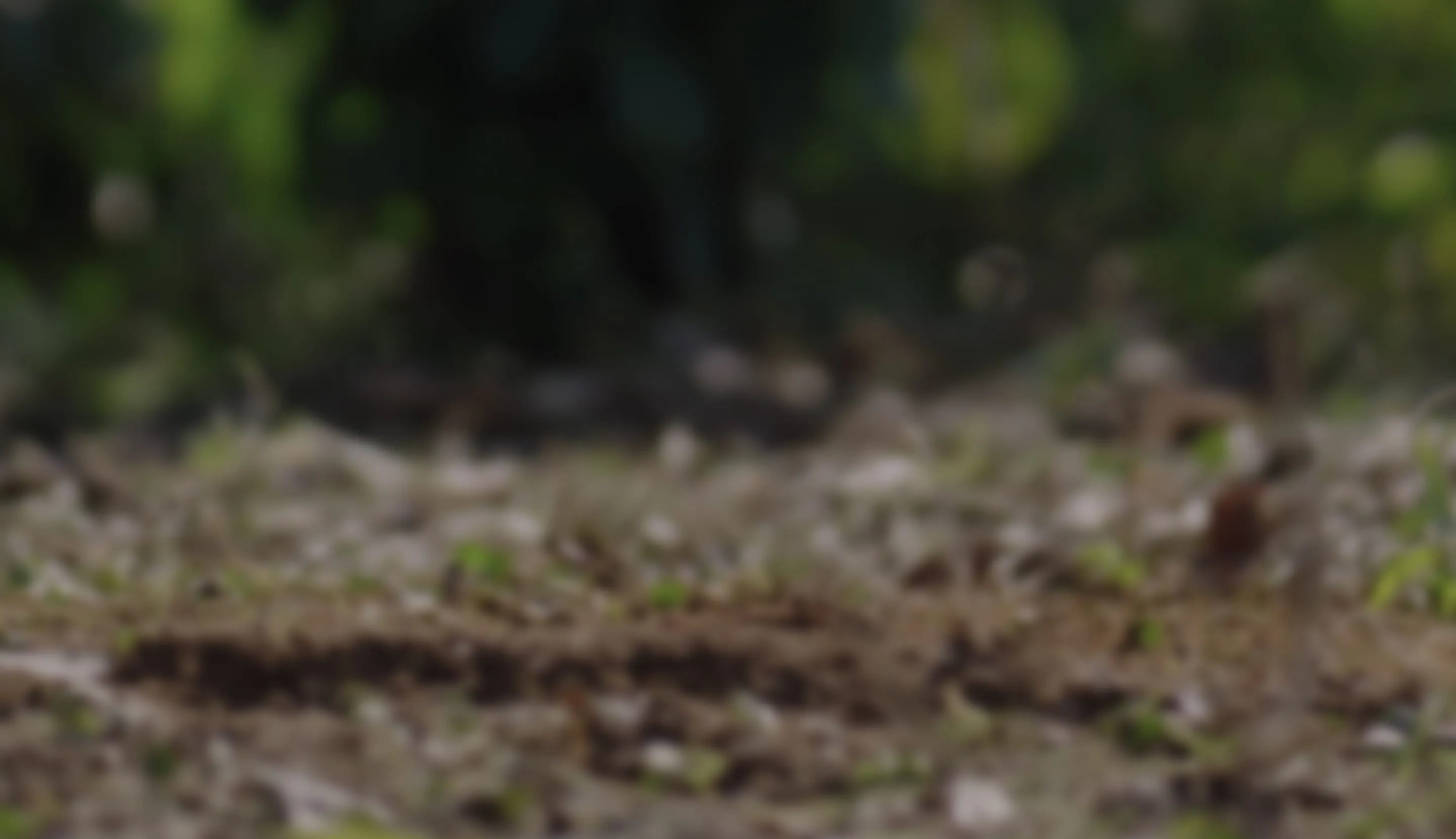 Young coffee seedling growing in soil, representing sustainable coffee farming.