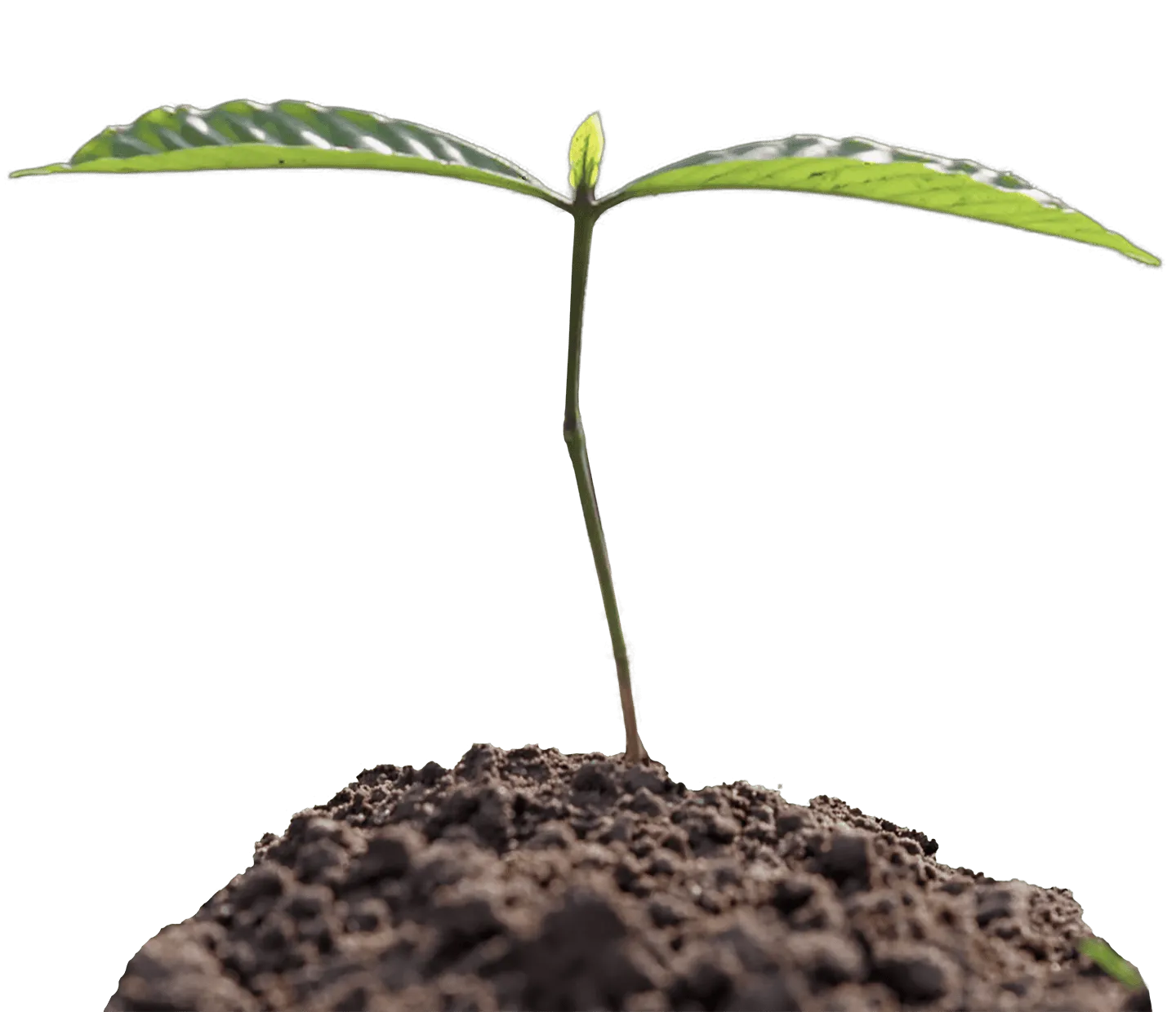 Young coffee seedling growing in soil, representing sustainable coffee farming.