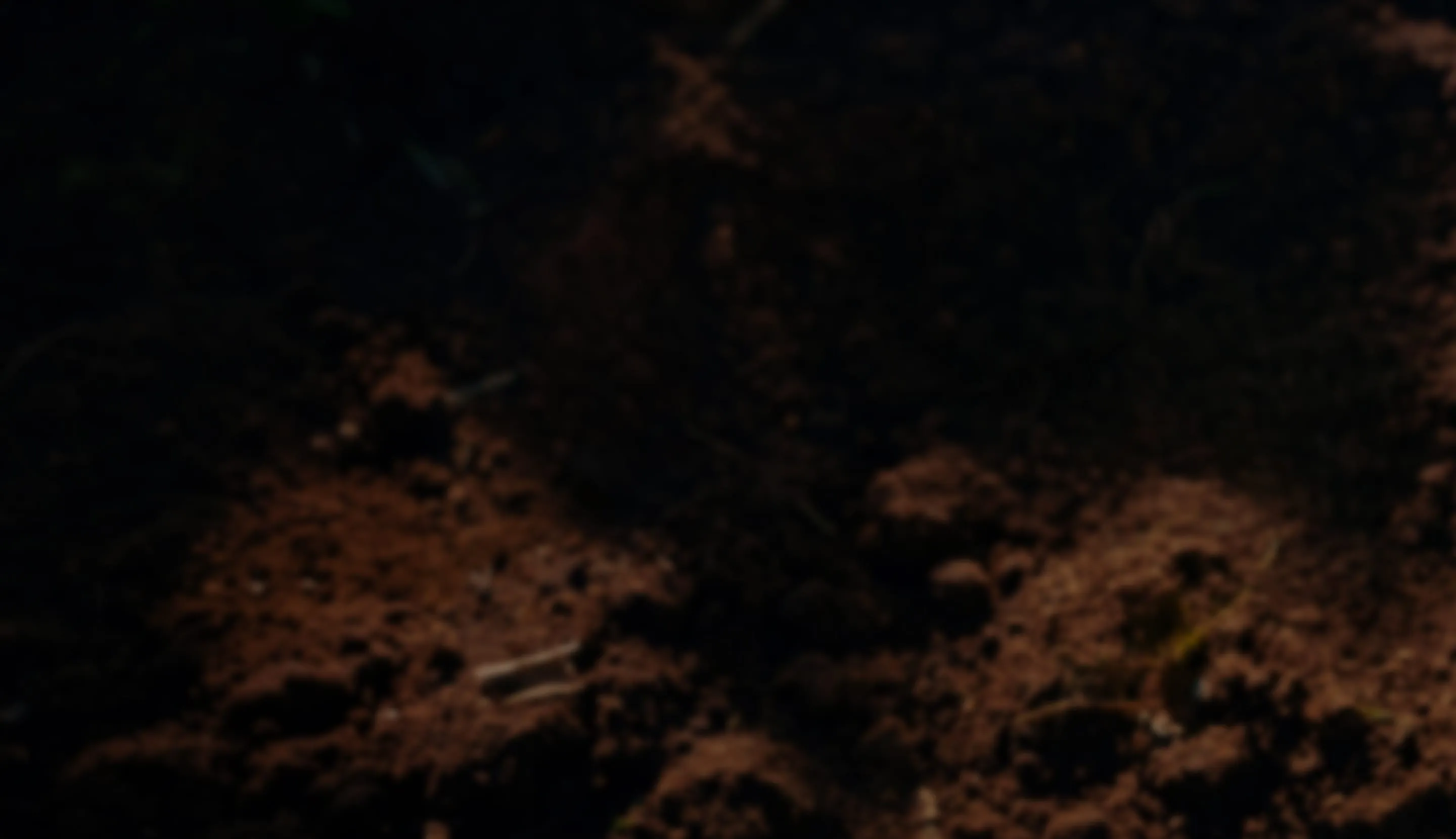 Dark fertile soil representing the foundation of sustainable coffee farming
