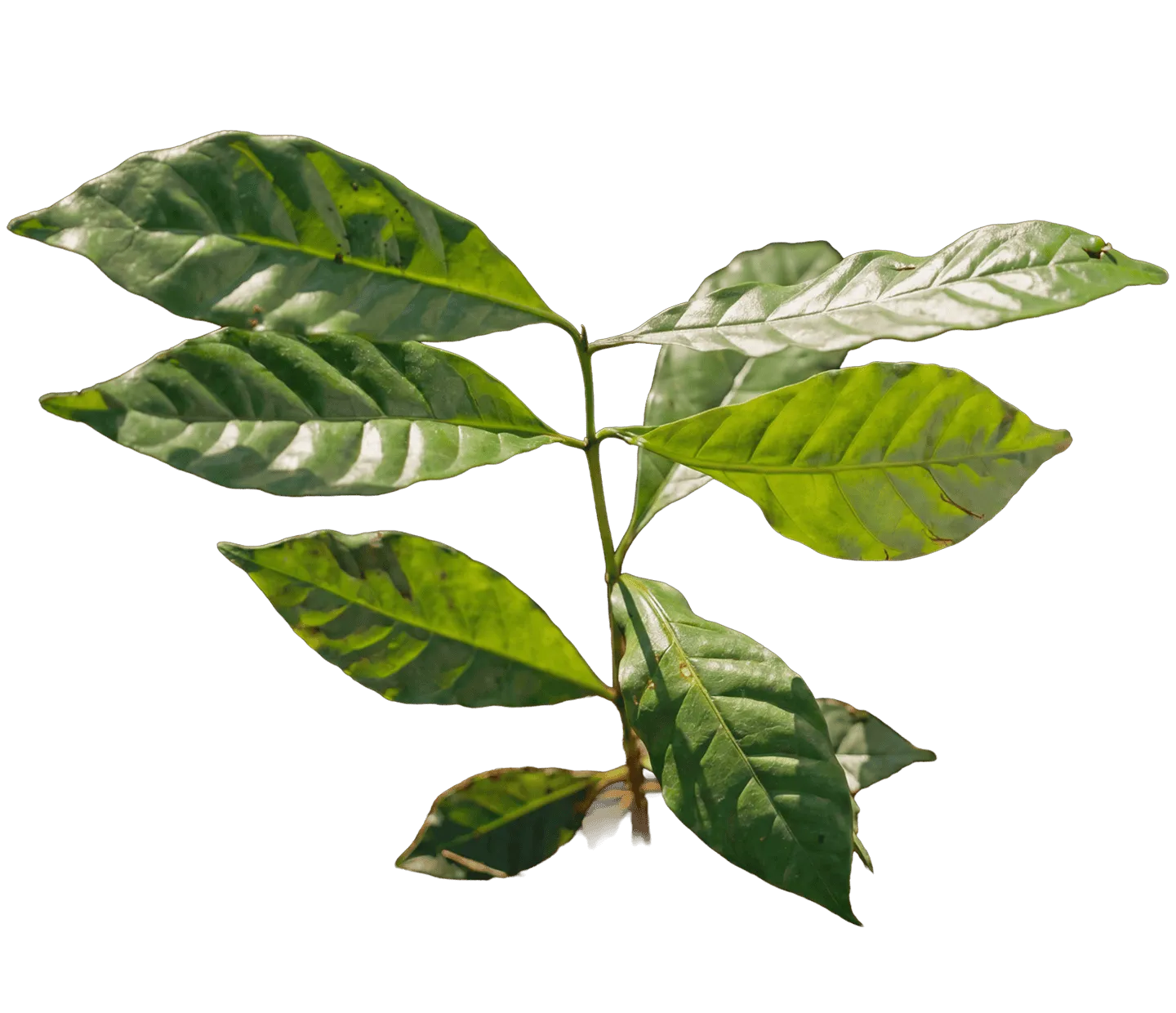 Young coffee plant with green leaves growing