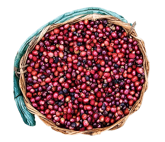 nescafé producers