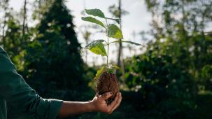 Hand holding a young coffee seedling