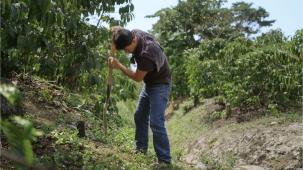 Coffee farmer digging soil