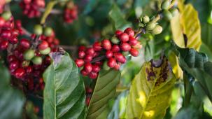 Coffee plants growing using regenerative agriculture practices