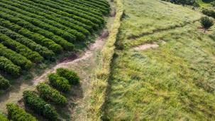 Coffee farm with shade trees