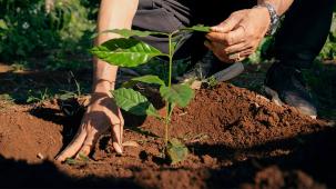 Hands planting a young coffee seedling in healthy soil