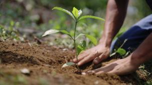 Young coffee plants growing in a nursery to support sustainable coffee farming