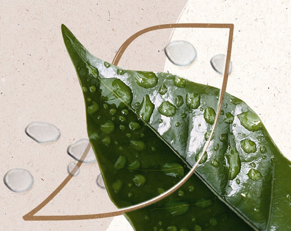 A leaf with water droplets