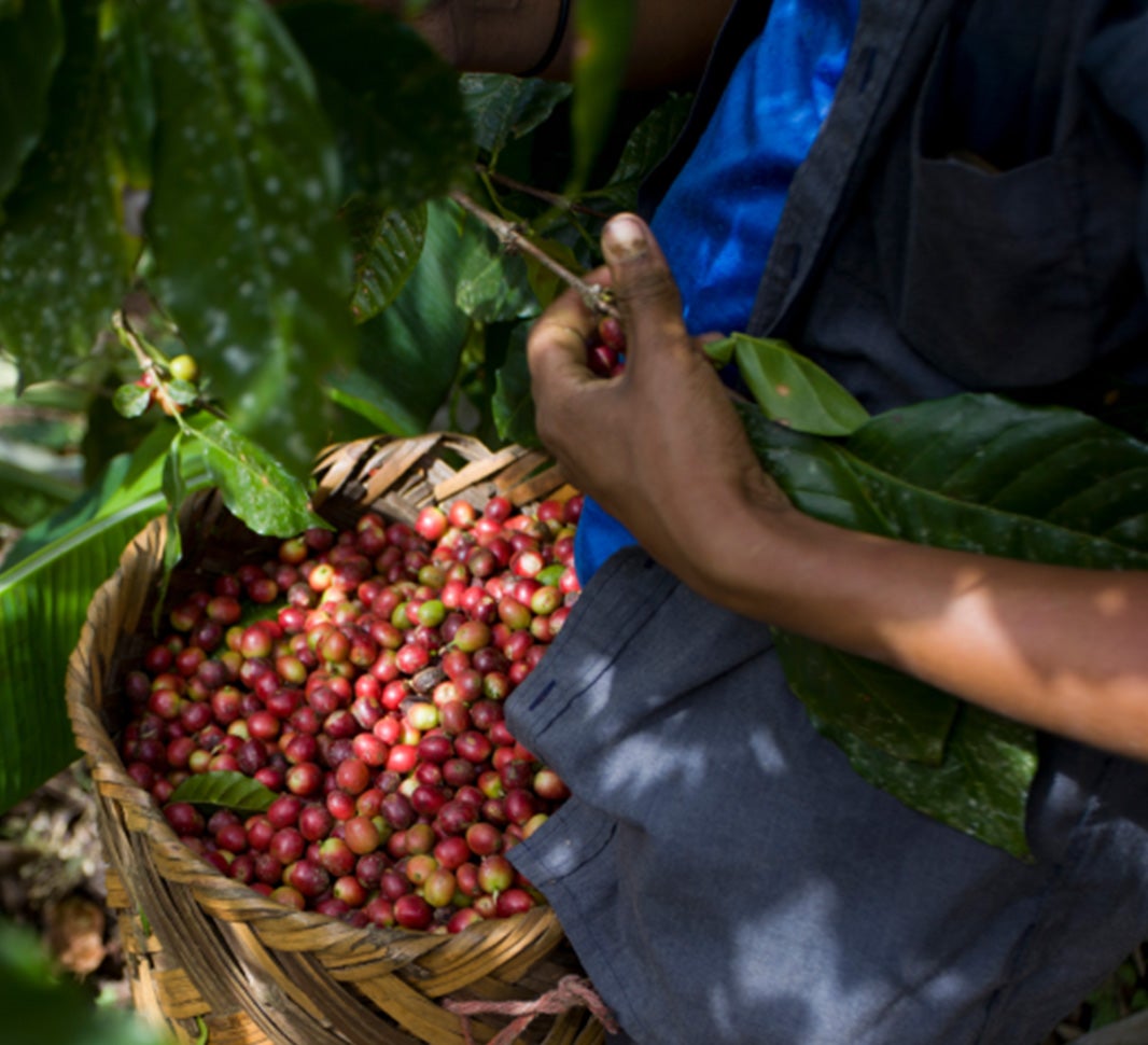 mocha kávový nápoj