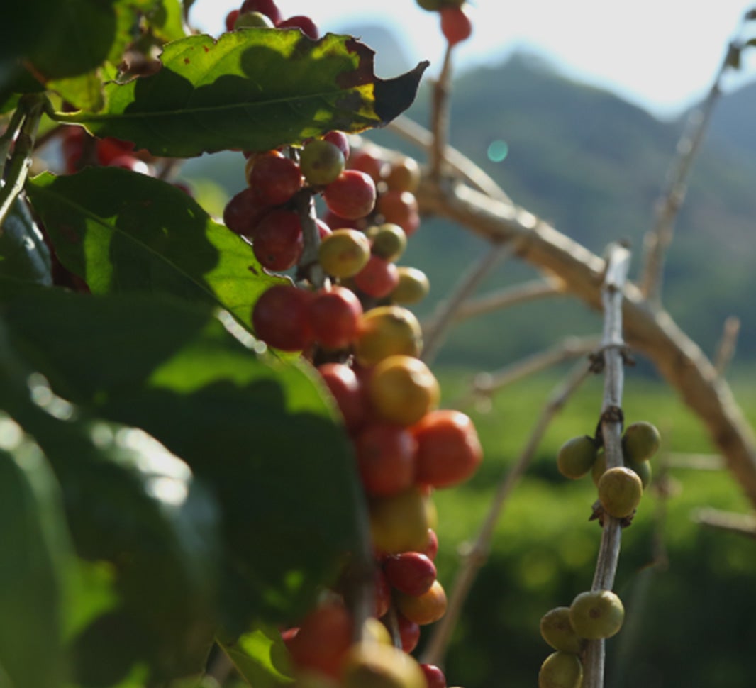 mocha kávový nápoj 