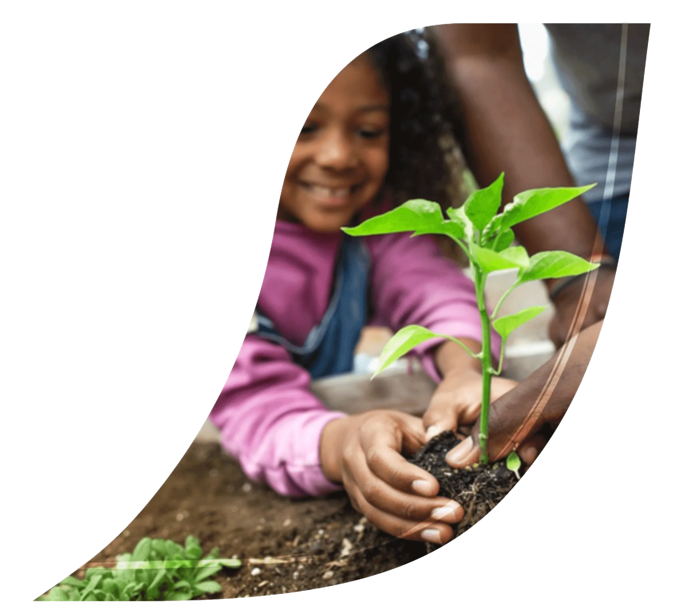 rastlina kávovníka